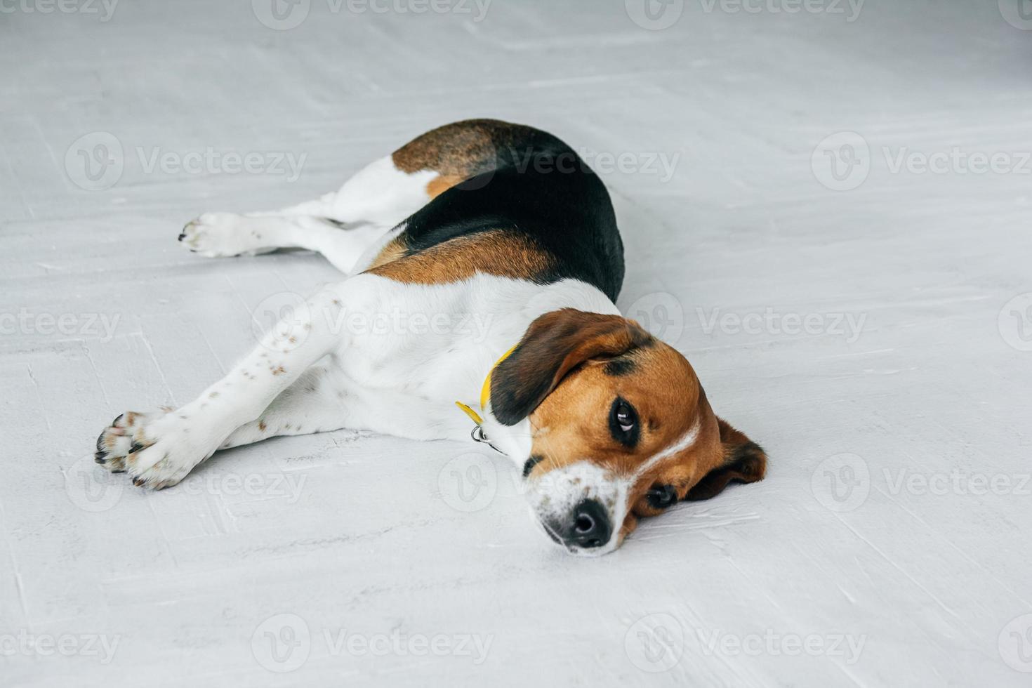 cachorro beagle com coleira amarela dormindo no chão de madeira branca foto