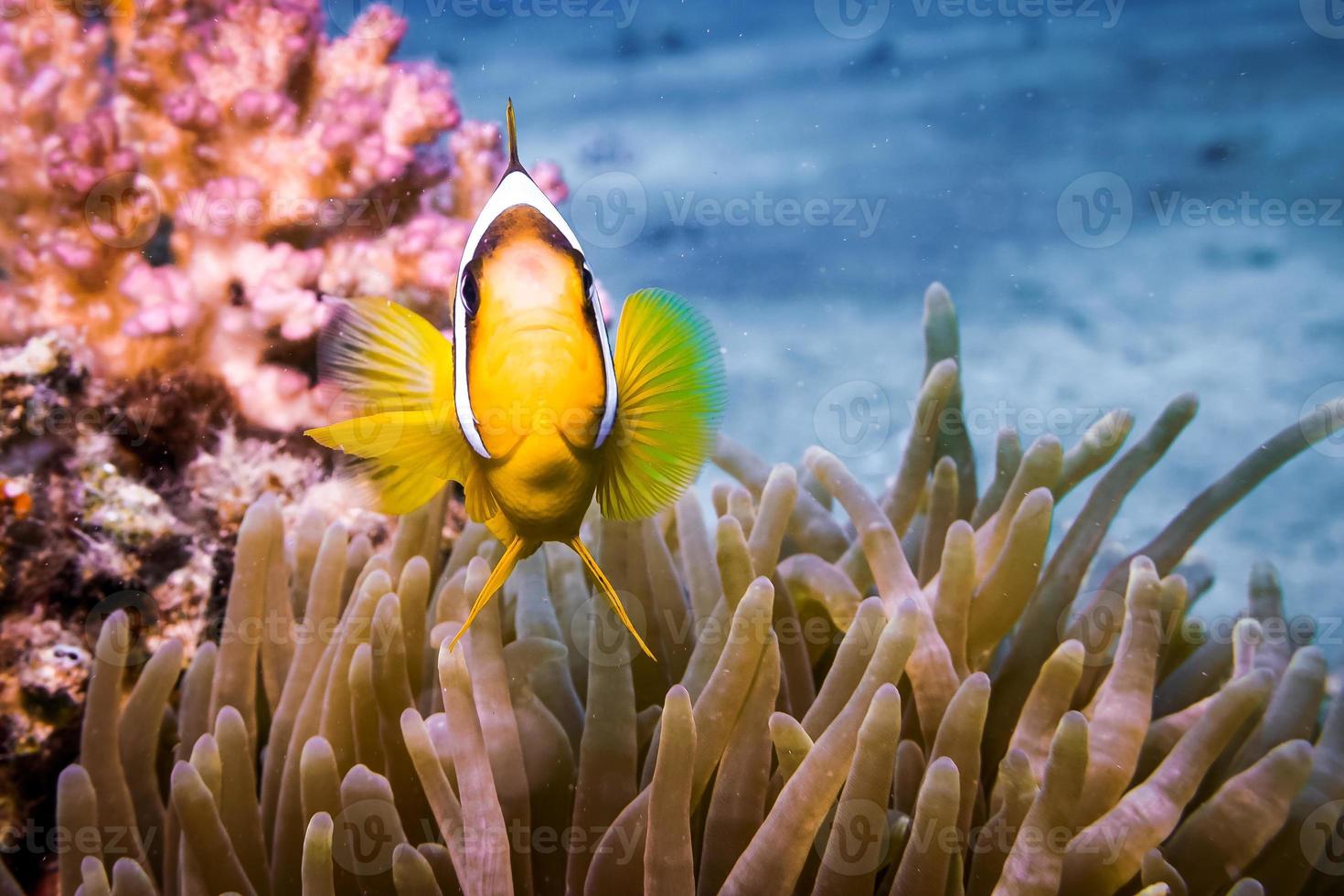 peixes nadam no mar vermelho, peixes coloridos, eilat israel foto