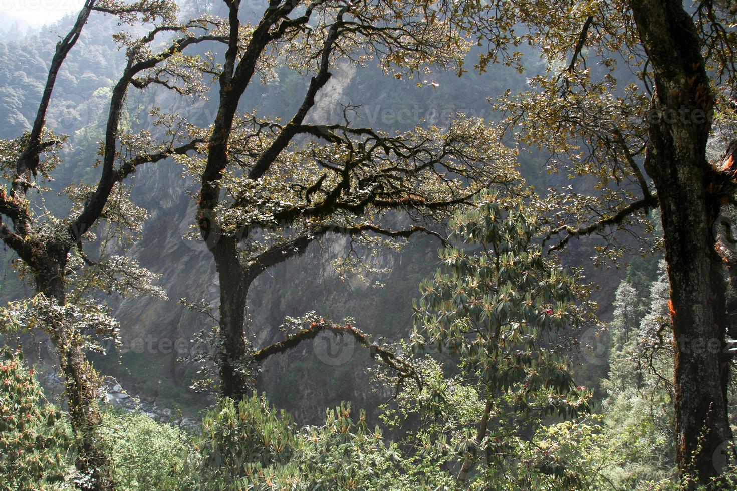 galhos de árvores da floresta foto