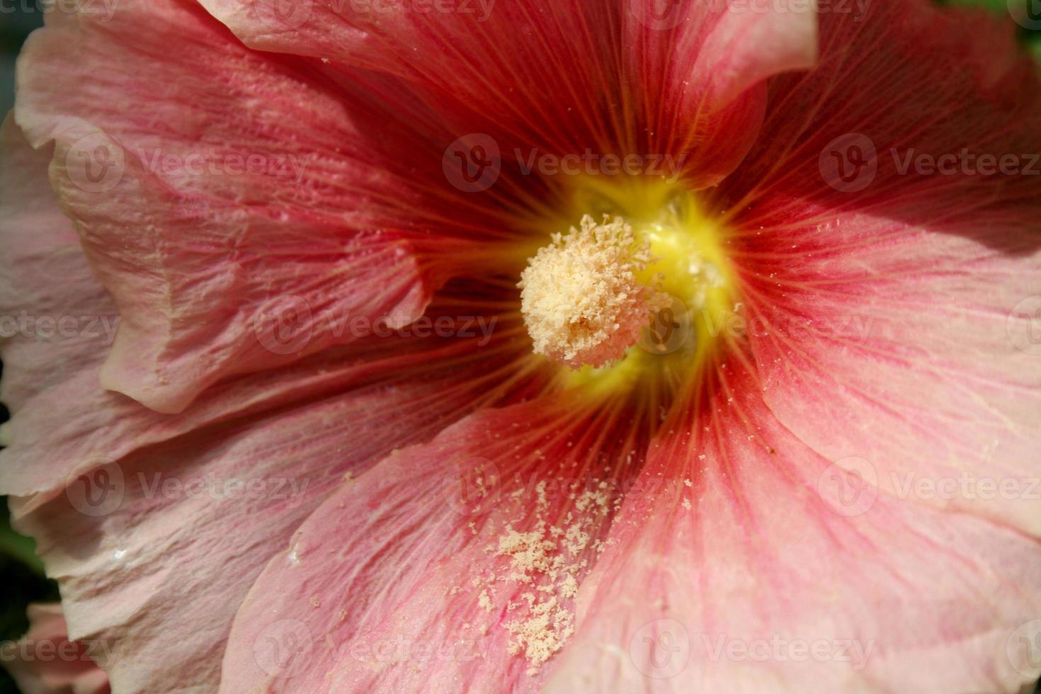 poeira de pólen em hibisco rosa foto