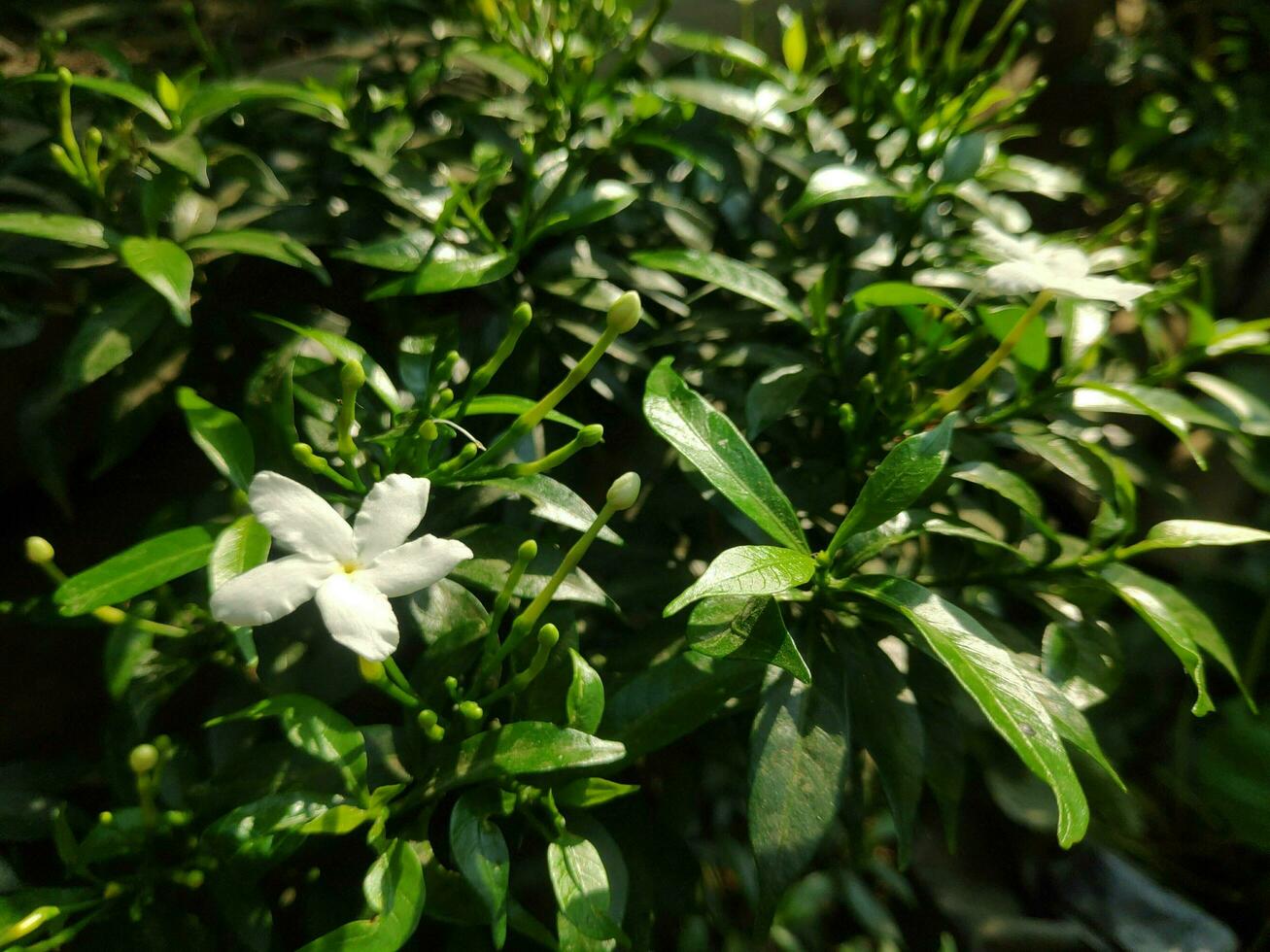 plantas no jardim foto