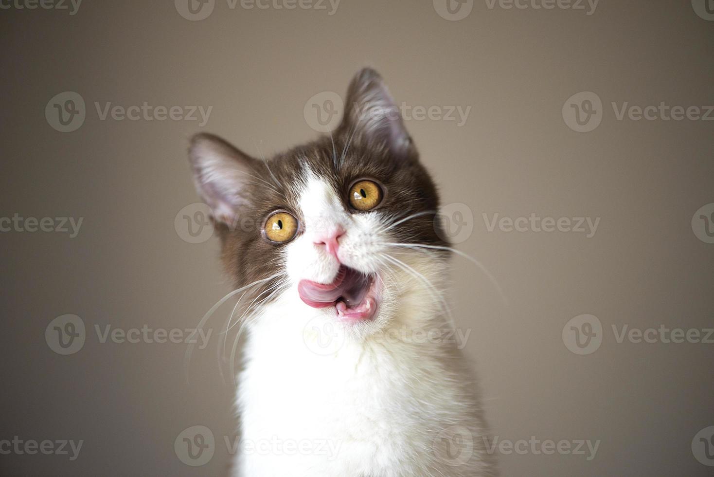 Gatinho fofo gato de pêlo curto britânico isolado em fundo cinza marrom foto