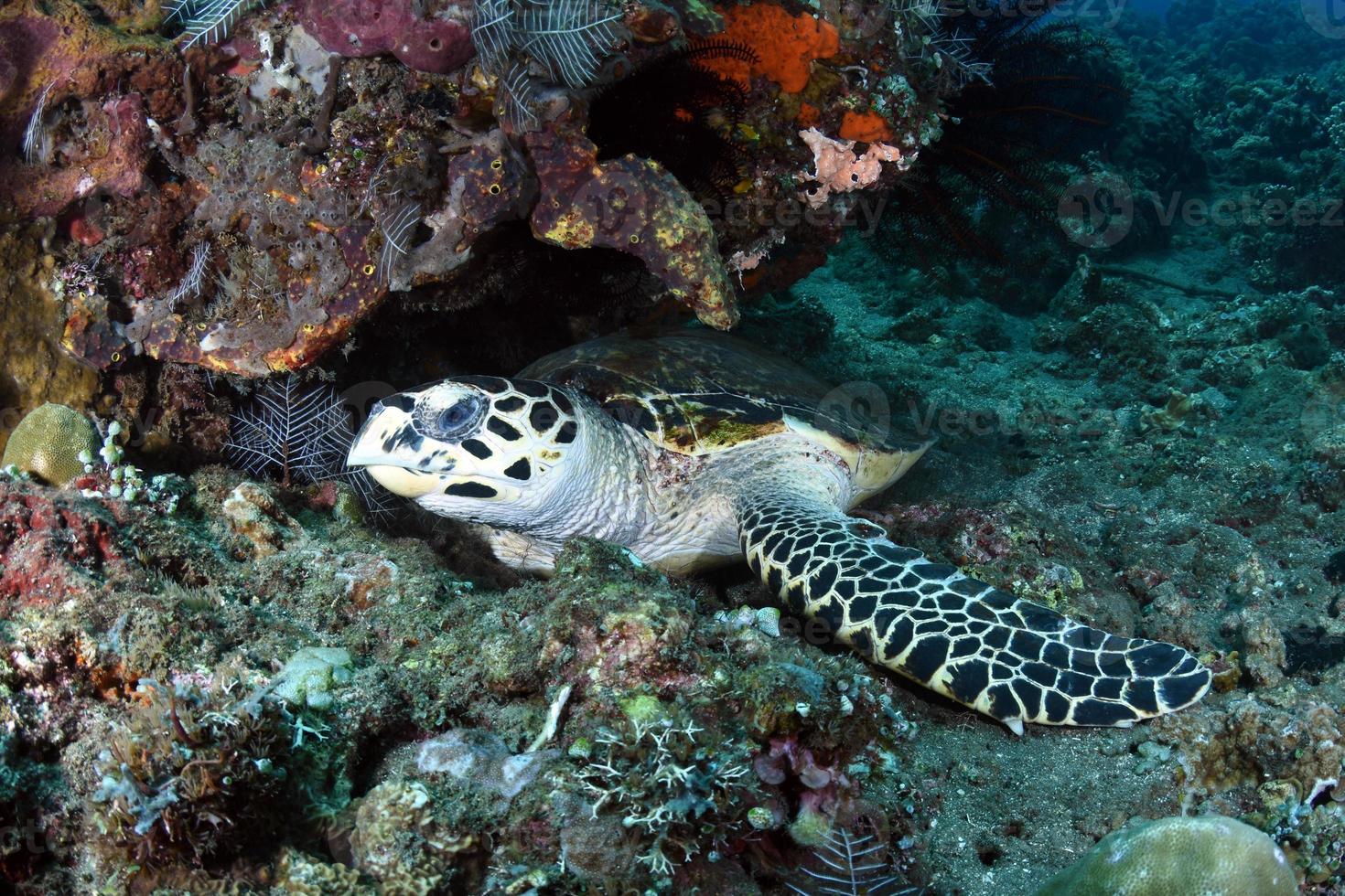 tartaruga-de-pente no mar foto