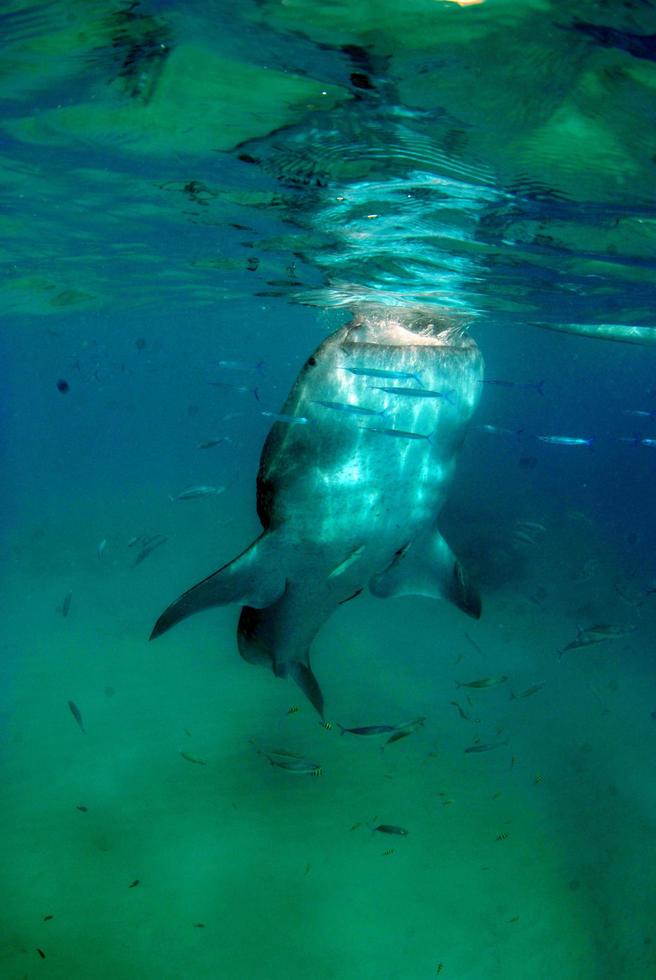 tubarão branco gigante foto