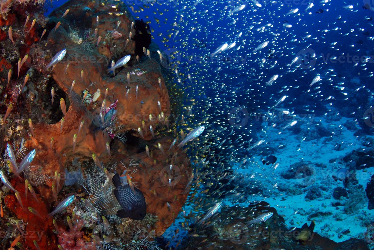 cardume de peixinhos-vidro foto