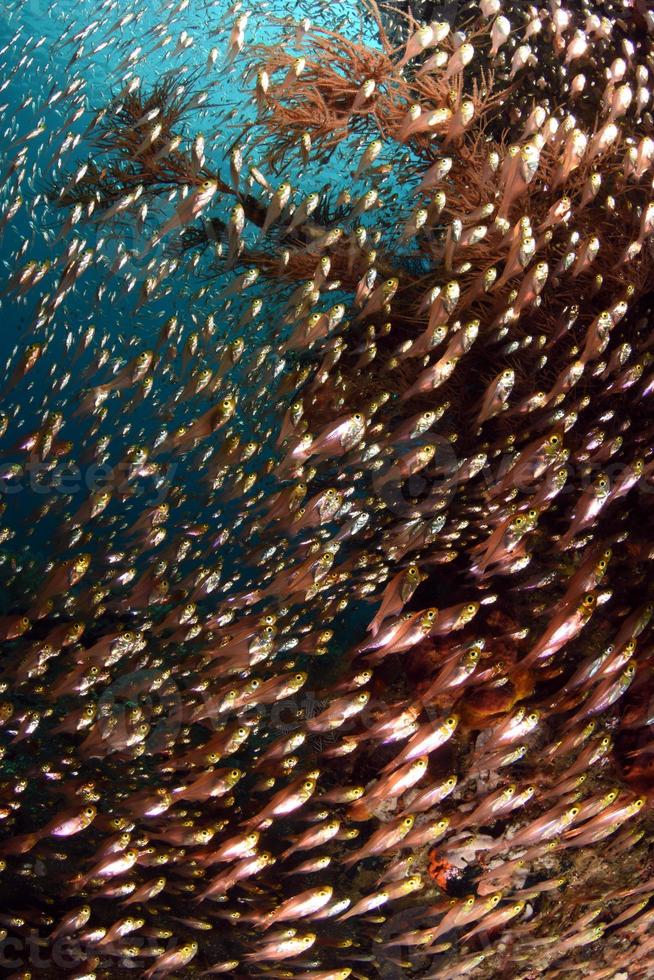 um cardume de peixes-vidro em recifes de coral foto