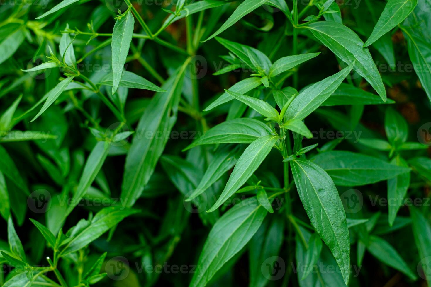 folhas de plantas orgânicas de ervas tailandesas foto