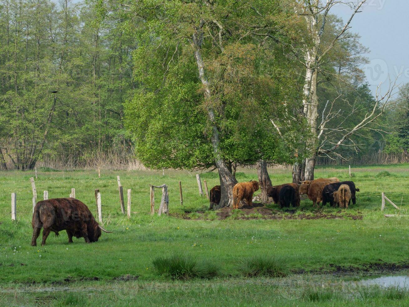 vacas em uma campo dentro Westfália foto