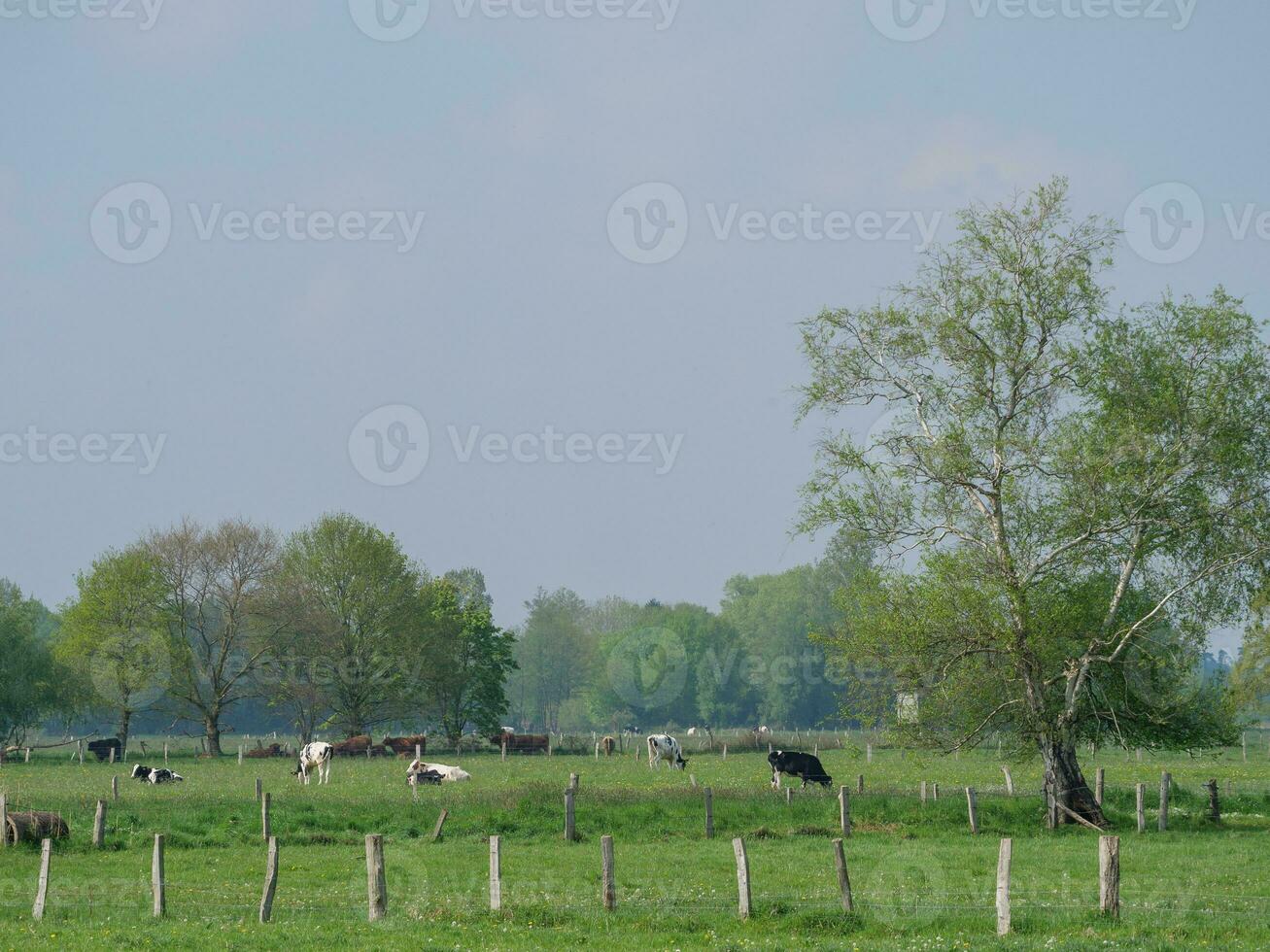 vacas na Vestfália foto