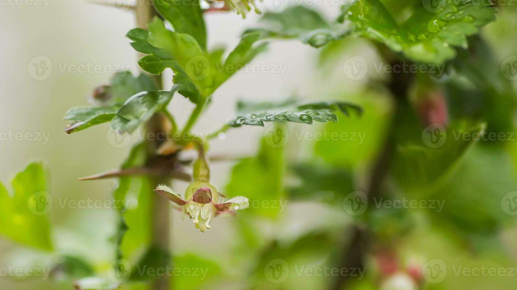 groselha, costelas uva-crispa florescendo dentro Primavera. flor costelas grossularia fechar-se contra fundo do folhas. galhos e jovem fotos do fruta arbusto.