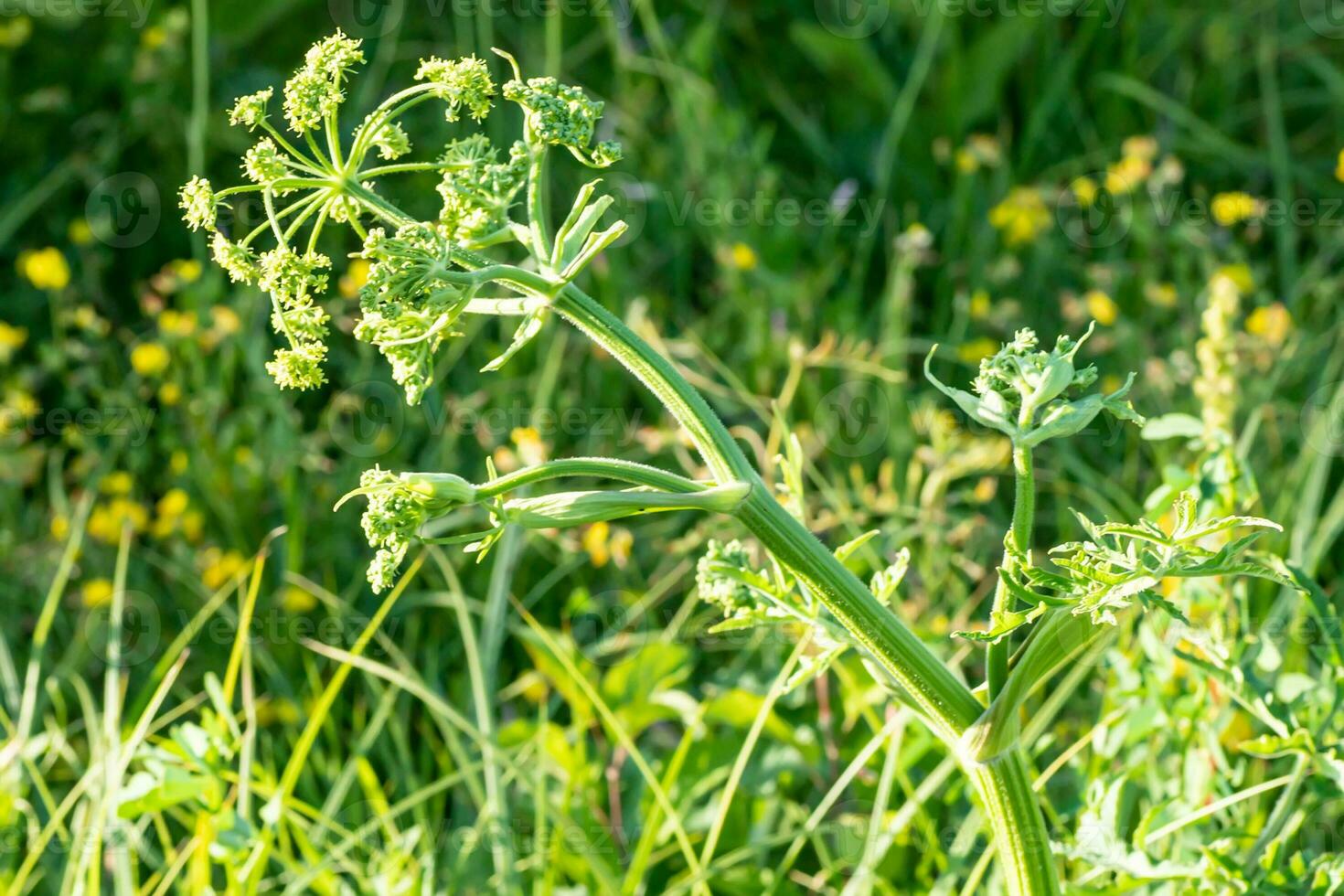 Heracleum Sosnowskyi, Sosnowsky hogweed, gigante cabeças do vaca pastinaga sementes, uma venenoso plantar família apiaceae em uma Prado contra Relva com grafossoma lineatum foto