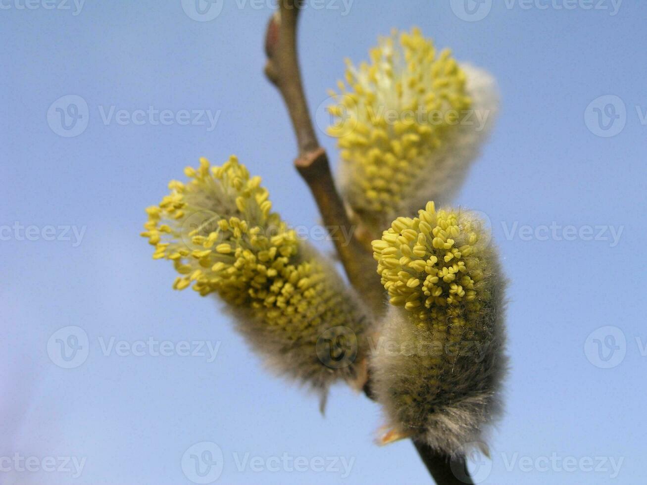 não fofo florescendo inflorescências amentilhos azevinho salgueiro dentro cedo Primavera antes a folhas. querida plantas Ucrânia. coletar pólen a partir de flores foto