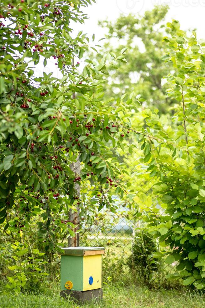 1 núcleo colmeia dentro jardim em verde grama. apicultura e criação de abelhas rainhas para artificial inseminação. foto