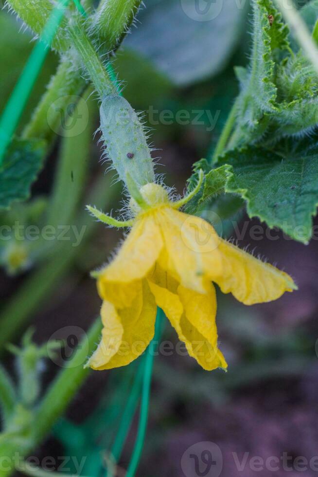 pepino ovário e amarelo flor. pepino Cucumis sativus dentro a vegetal jardim com ovário em perseguição com folhas. pepino dentro jardim é amarrado acima em treliça. fechar-se. foto