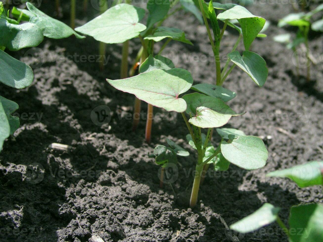 trigo sarraceno brotos em a campo. trigo sarraceno jovem plantas dentro a g foto