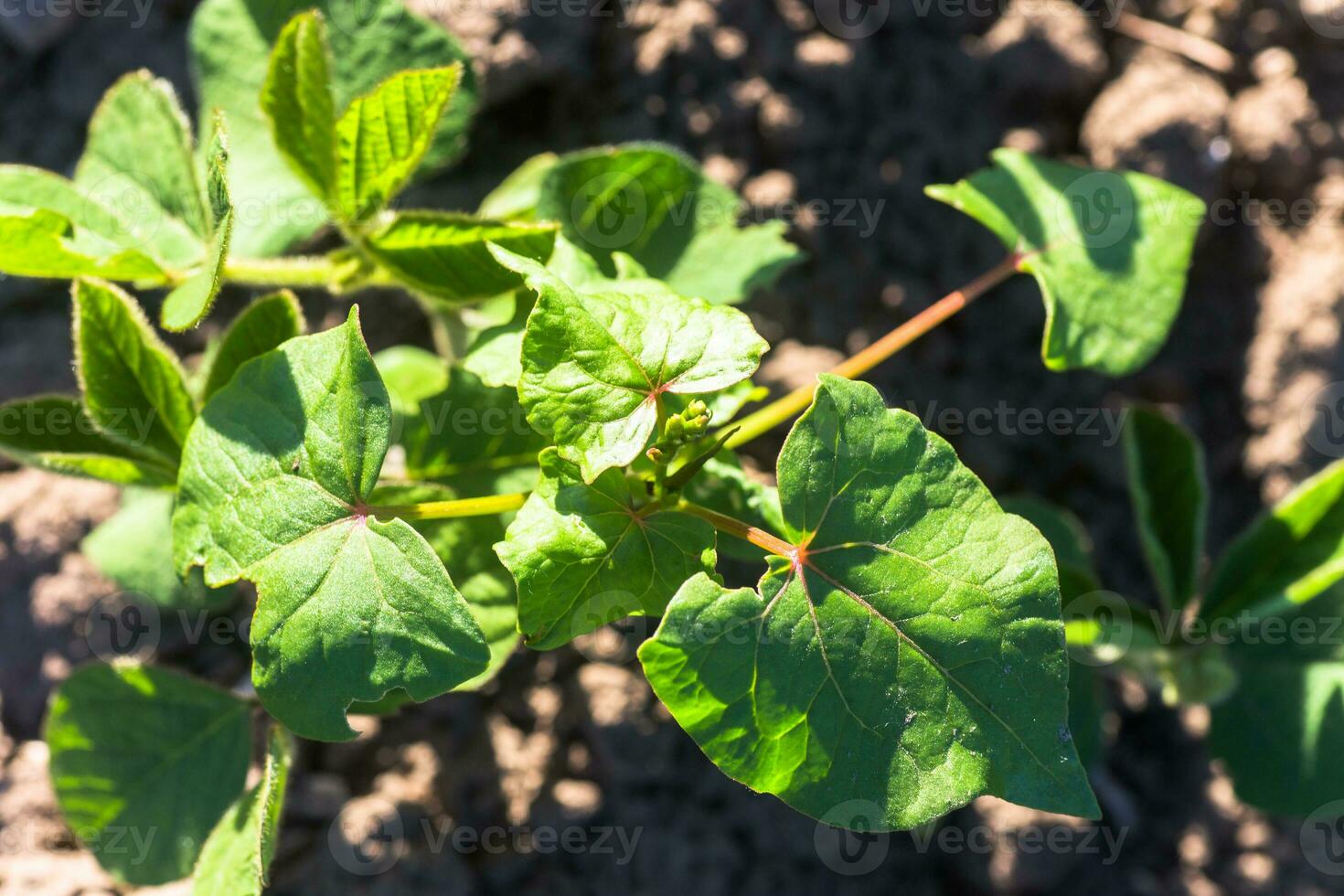 trigo mourisco, fagopyrum esculentum, japonês trigo sarraceno e casco prateado trigo sarraceno fotos com brotos em campo.