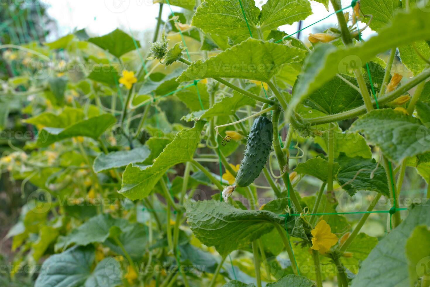 topo pepino Cucumis sativus brotar com jovem folhas e antenaepepino dentro jardim é amarrado acima em treliça. foto