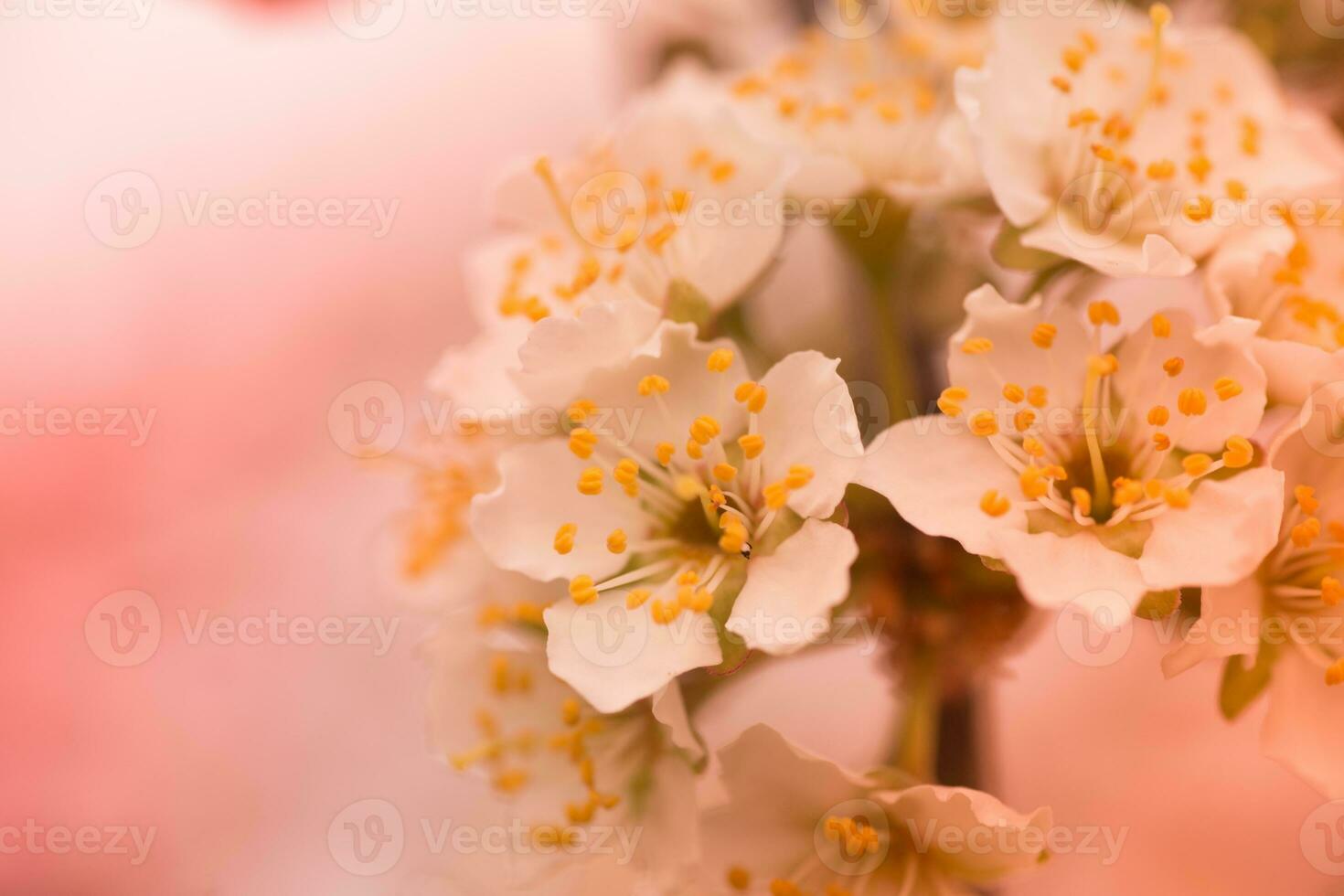 flores do cereja ameixa ou myrobalan prunus cerasifera florescendo dentro a Primavera em a galhos. desenhador colorido dentro laranja. foto