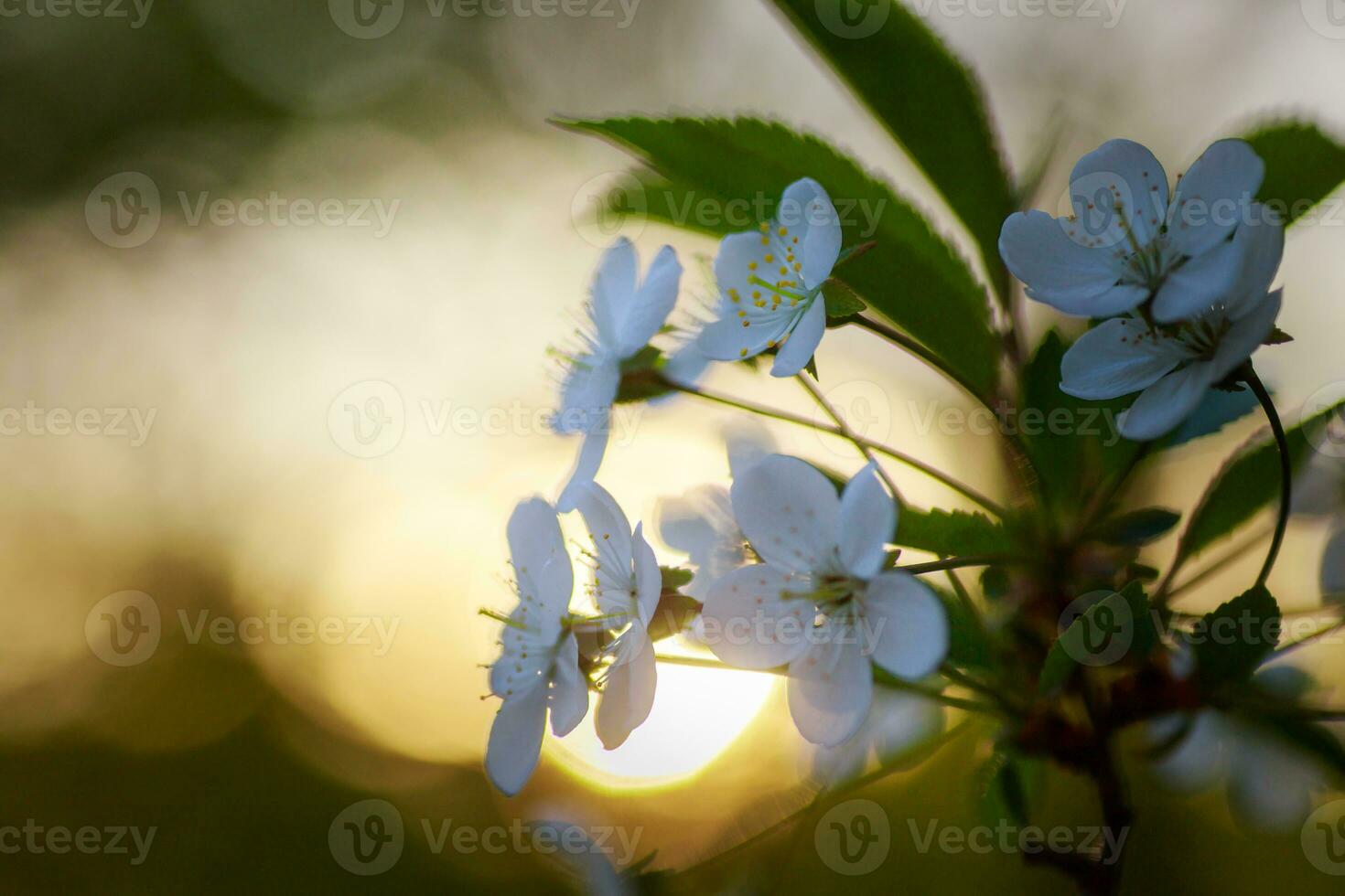 branco flores cereja árvore. branco flores cereja árvore. flores cereja árvore floresceu. querida e medicinal plantas Ucrânia. floração fruta árvores foto