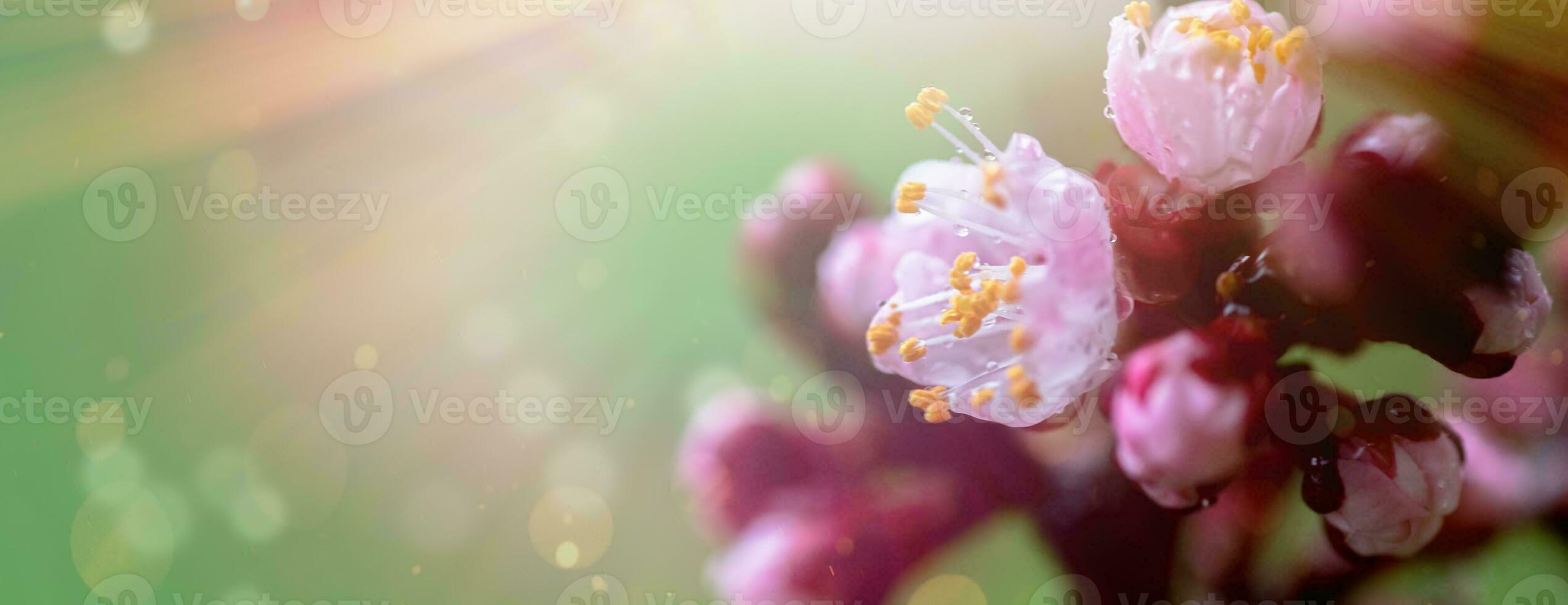 uma pêssego florescendo dentro a Primavera. lindo Rosa flor em uma árvore ramo. uma □ Gentil Primavera fundo com Sol raios e uma borrado fundo com uma cópia de espaço foto