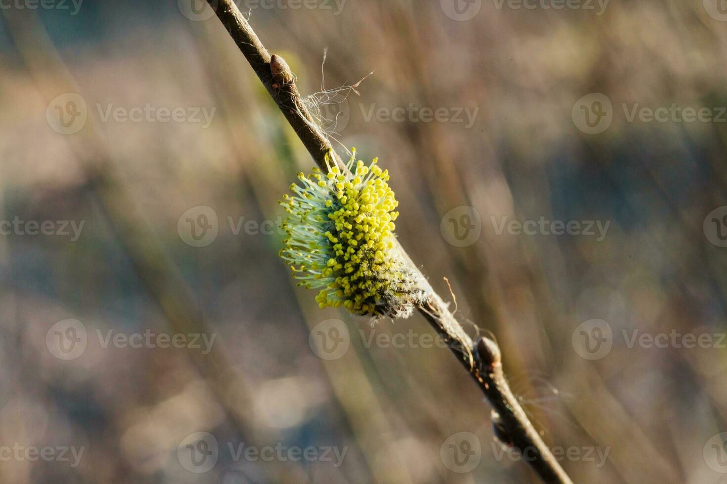 não fofo florescendo inflorescências amentilhos azevinho salgueiro dentro cedo Primavera antes a folhas. querida plantas Ucrânia. foto