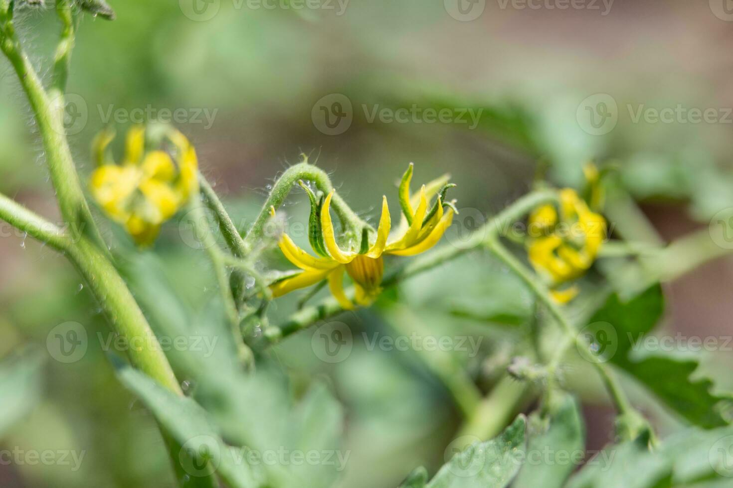 tomate flores em a arbusto. amarelo pequeno flores plantio tomates dentro a estufa. vegetariano Comida. foto