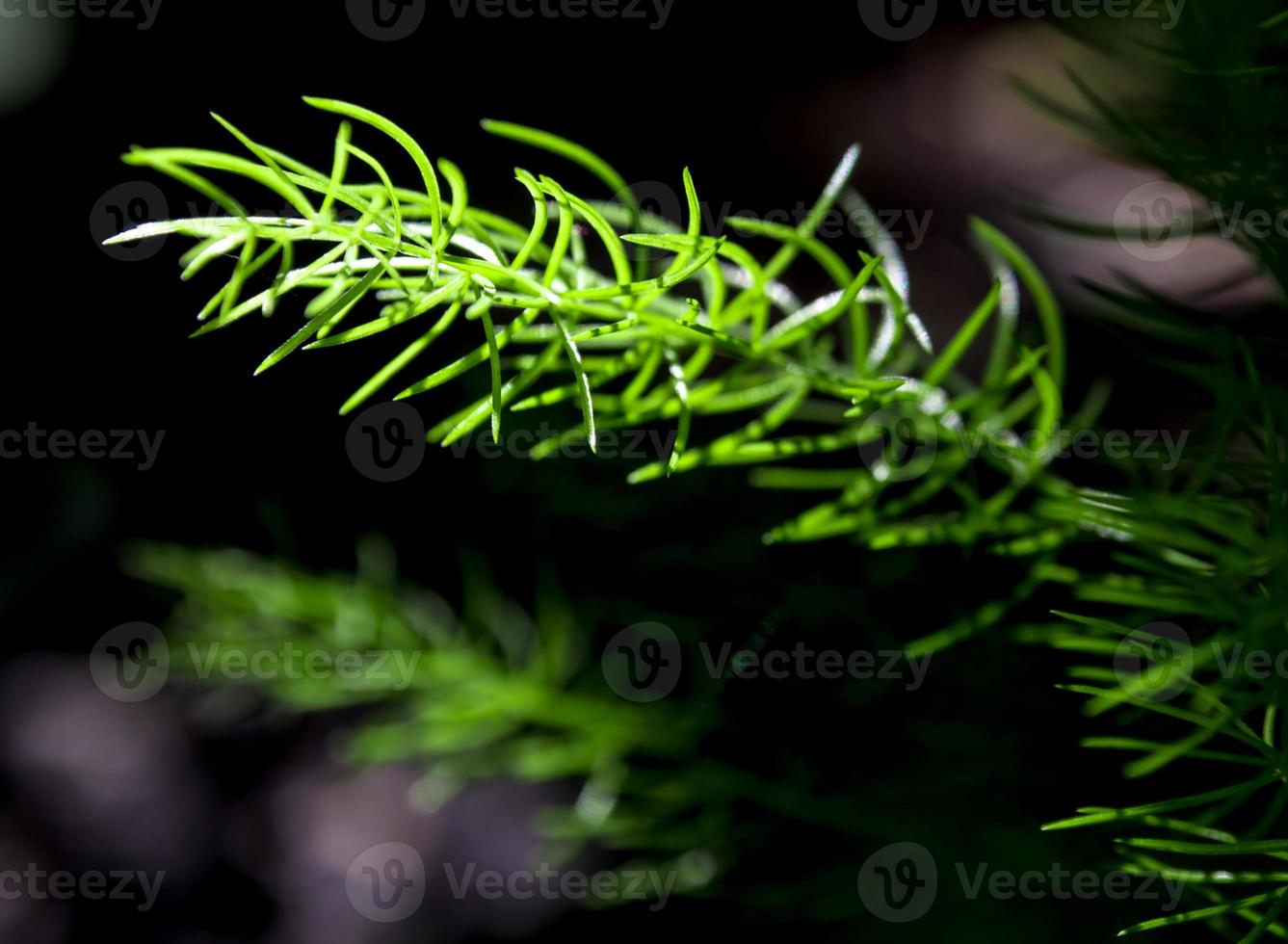 folhas verdes frescas de samambaia de espargos em fundo natural foto