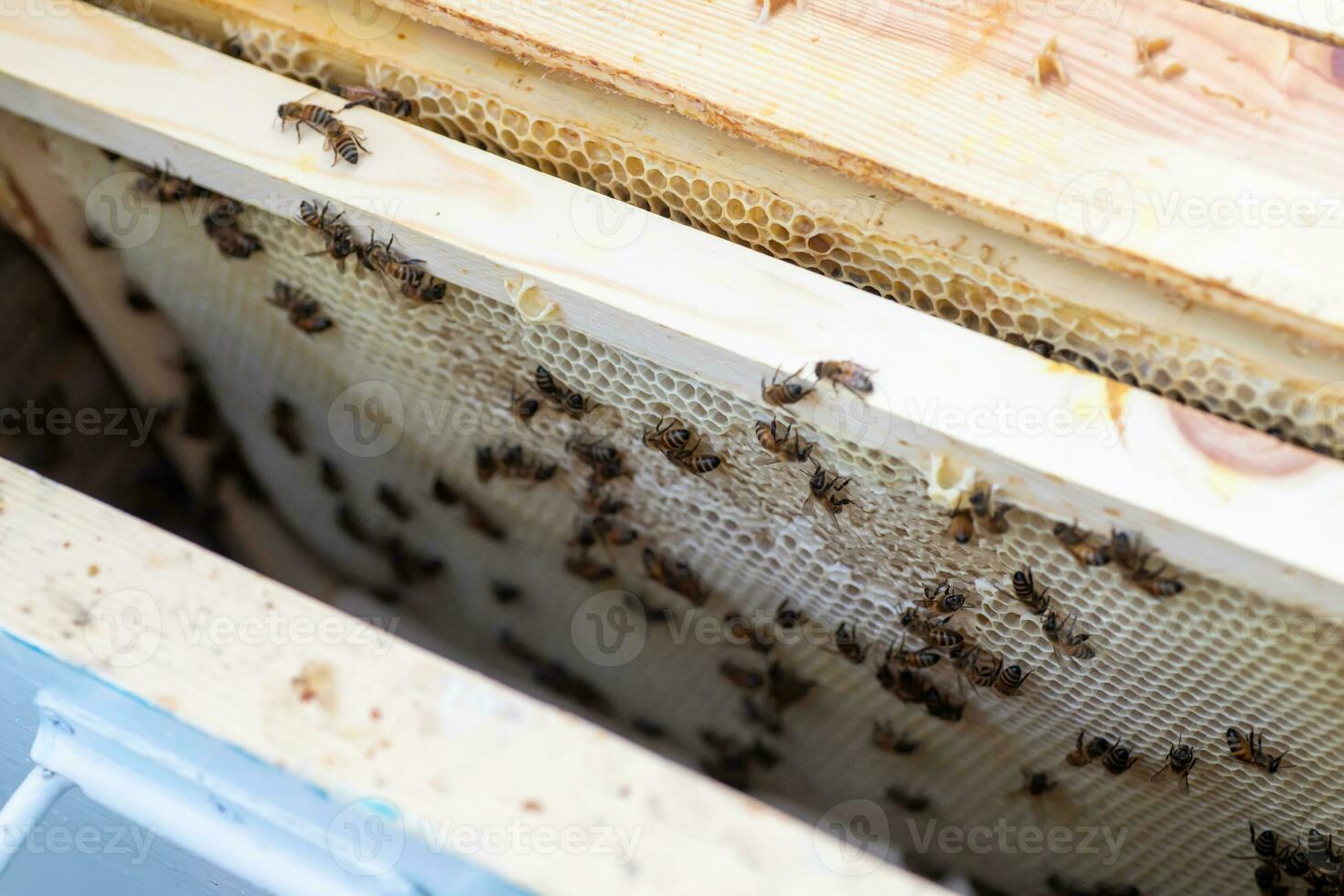 abelha urticária dentro Cuidado do abelhas com favos de mel e querida abelhas. apicultor aberto colmeia para conjunto acima a esvaziar quadro, Armação com cera para querida colheita. foto