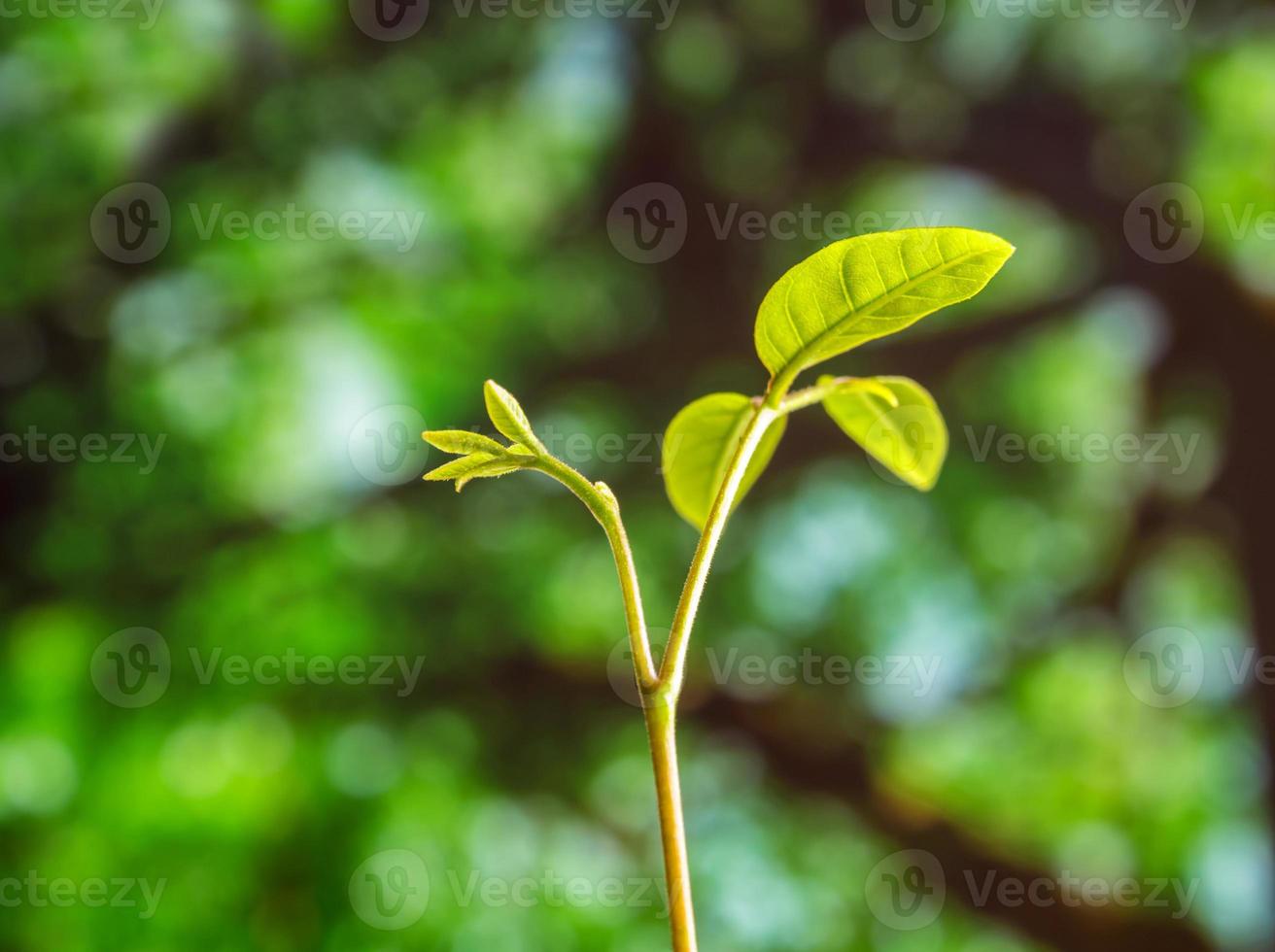 folhas de broto de planta jovem semeando na floresta foto