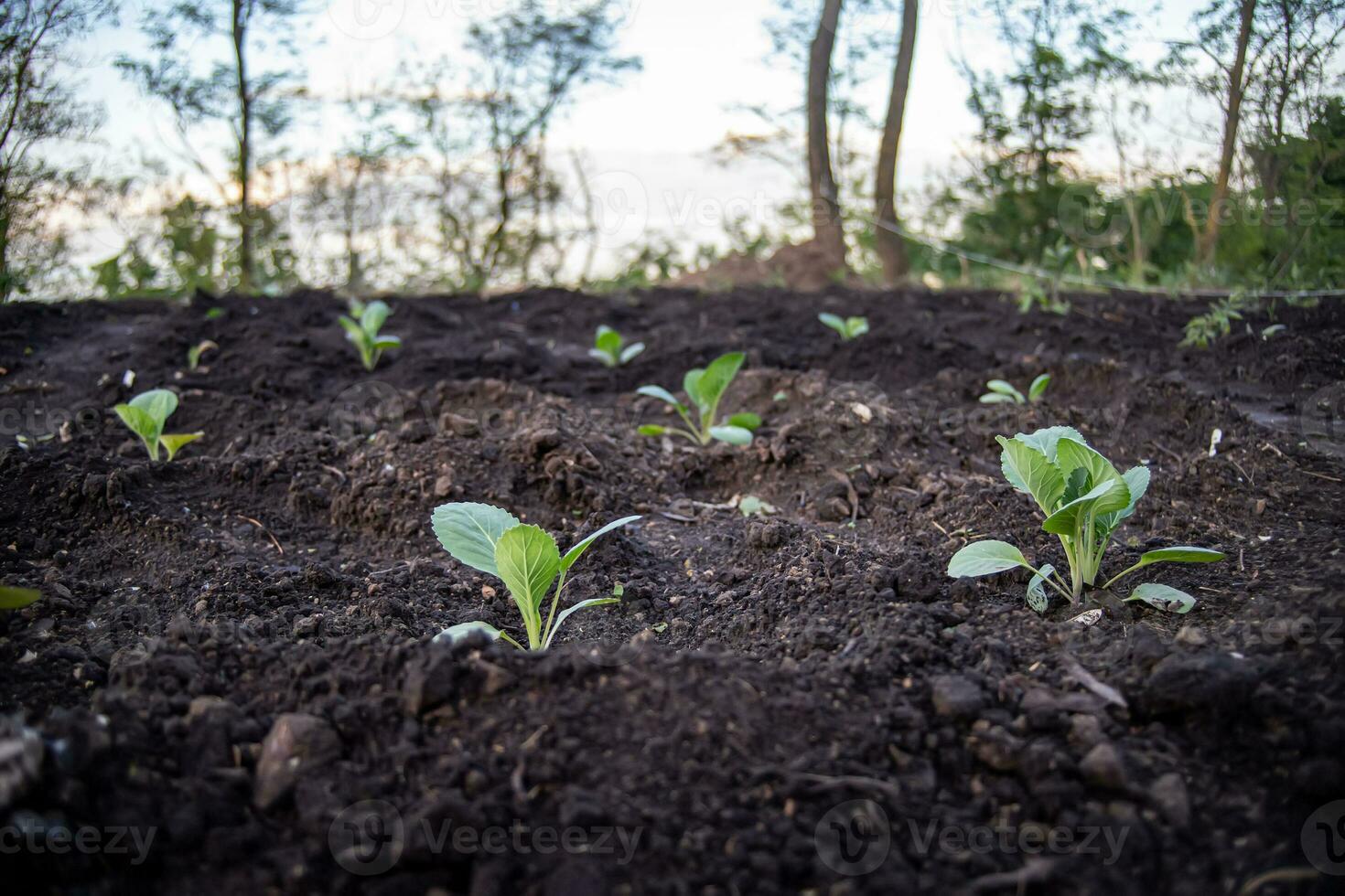 repolho plantinha vegetal jardim em Preto terra foto