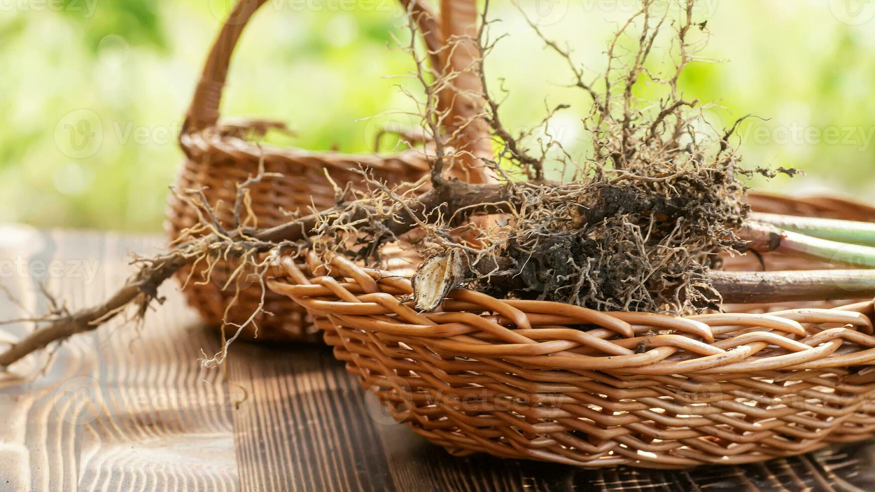 valeriana raízes fechar-se. coleção e colheita do plantar partes para usar dentro tradicional e alternativo remédio Como uma sedativo e tranquilizante. ingredientes para a preparação do ervas medicação. foto