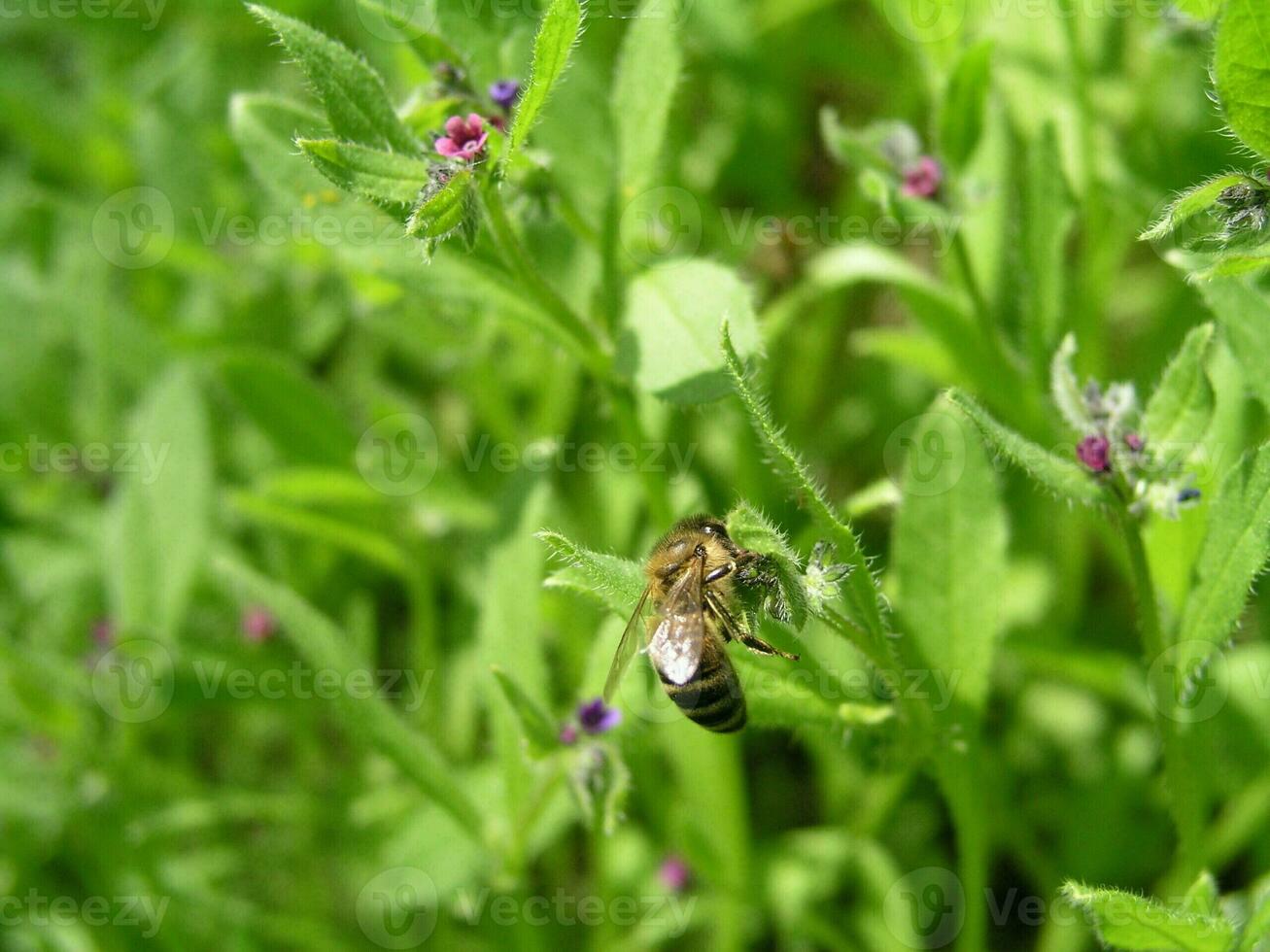uma abelha coleta néctar a partir de roxa flores pulmonar dentro a Primavera foto