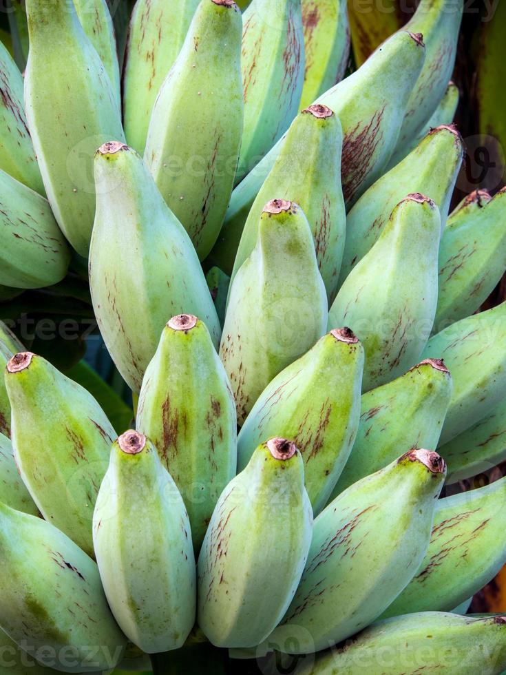 bando de nluggoe de prata em uma bananeira foto