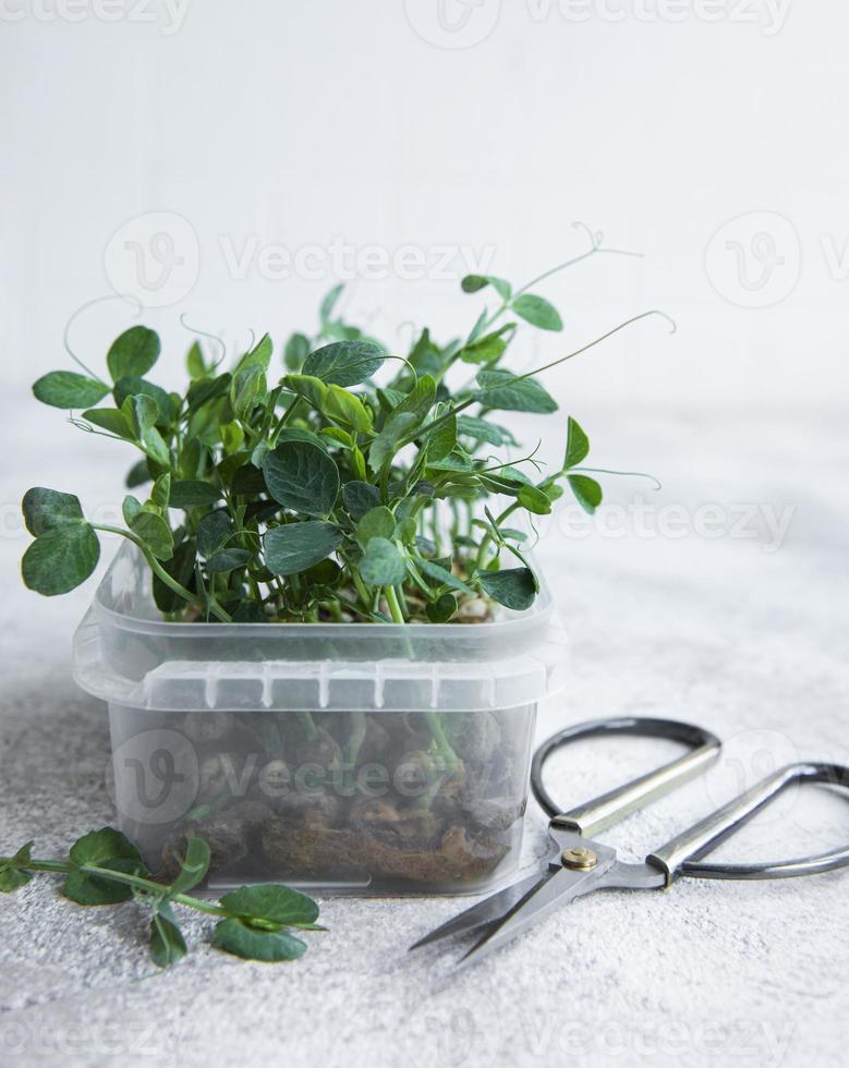 micro-verdes de rabanete germinado foto