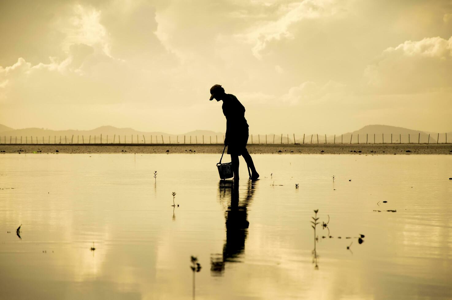 silhueta do homem segurando cesta para achando a Concha dentro a mar às pôr do sol foto