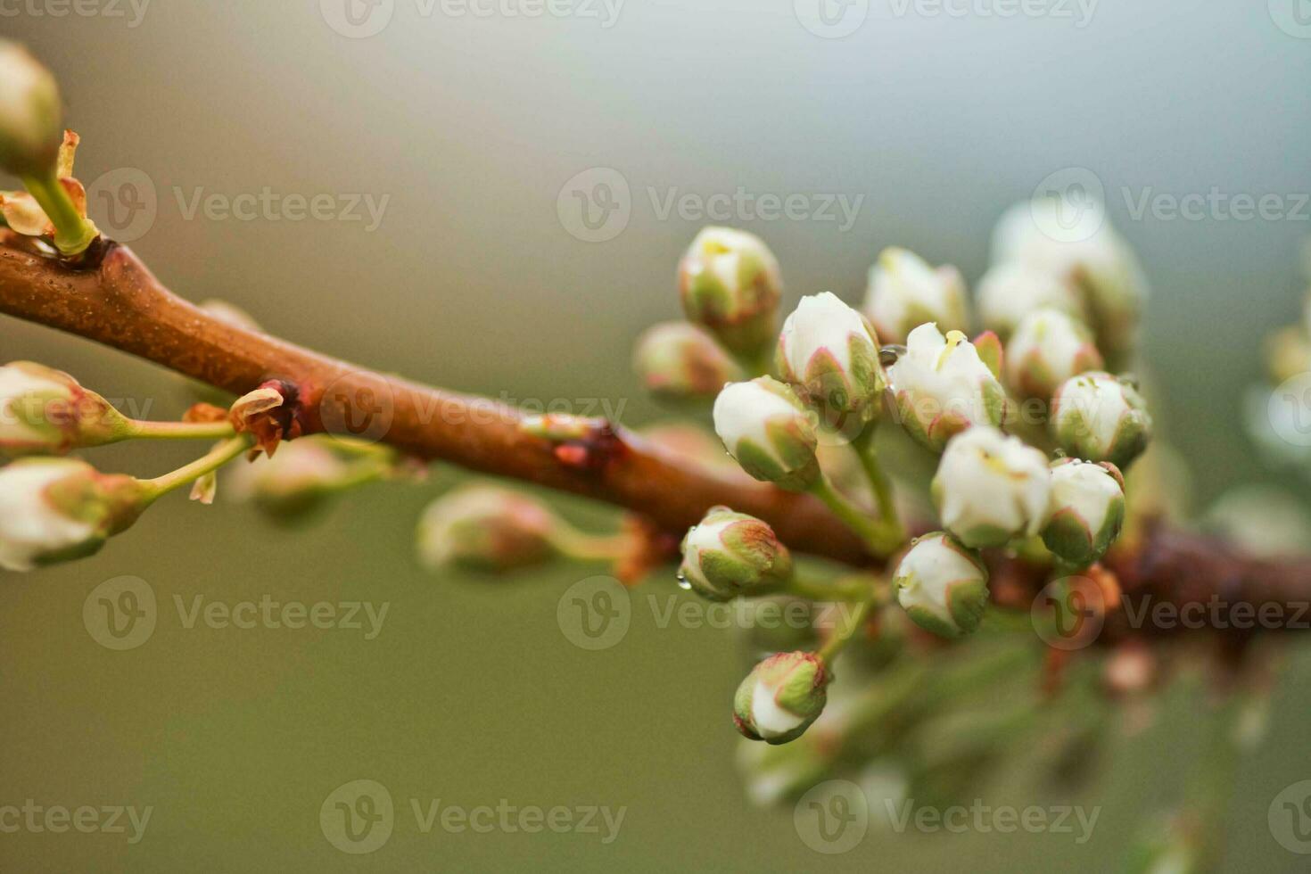 flores do cereja ameixa ou myrobalan prunus cerasifera florescendo dentro Primavera em a galhos. foto