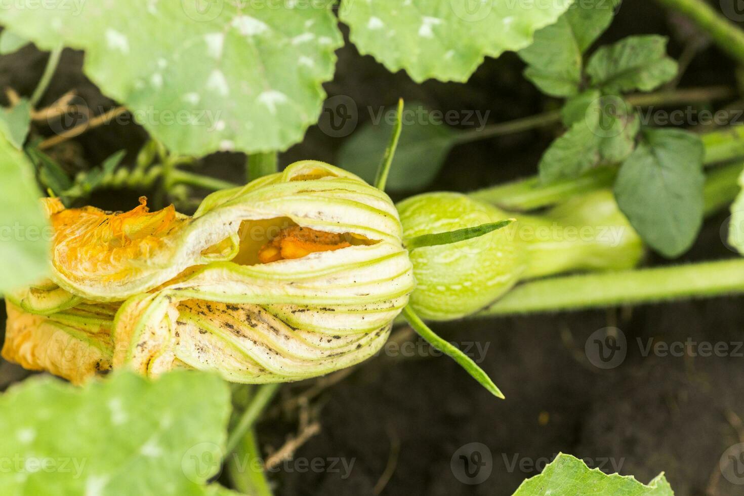 cucurbita pepo entre a arbustos dentro a jardim cercado de folhas. verde não maduro abóbora dentro jardim dentro a Vila. ecológico agricultura. puro produtos brotou em a local. foto