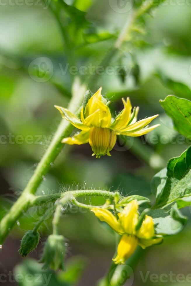 tomate flores em a arbusto. amarelo pequeno flores plantio tomates dentro a estufa. vegetariano Comida. foto