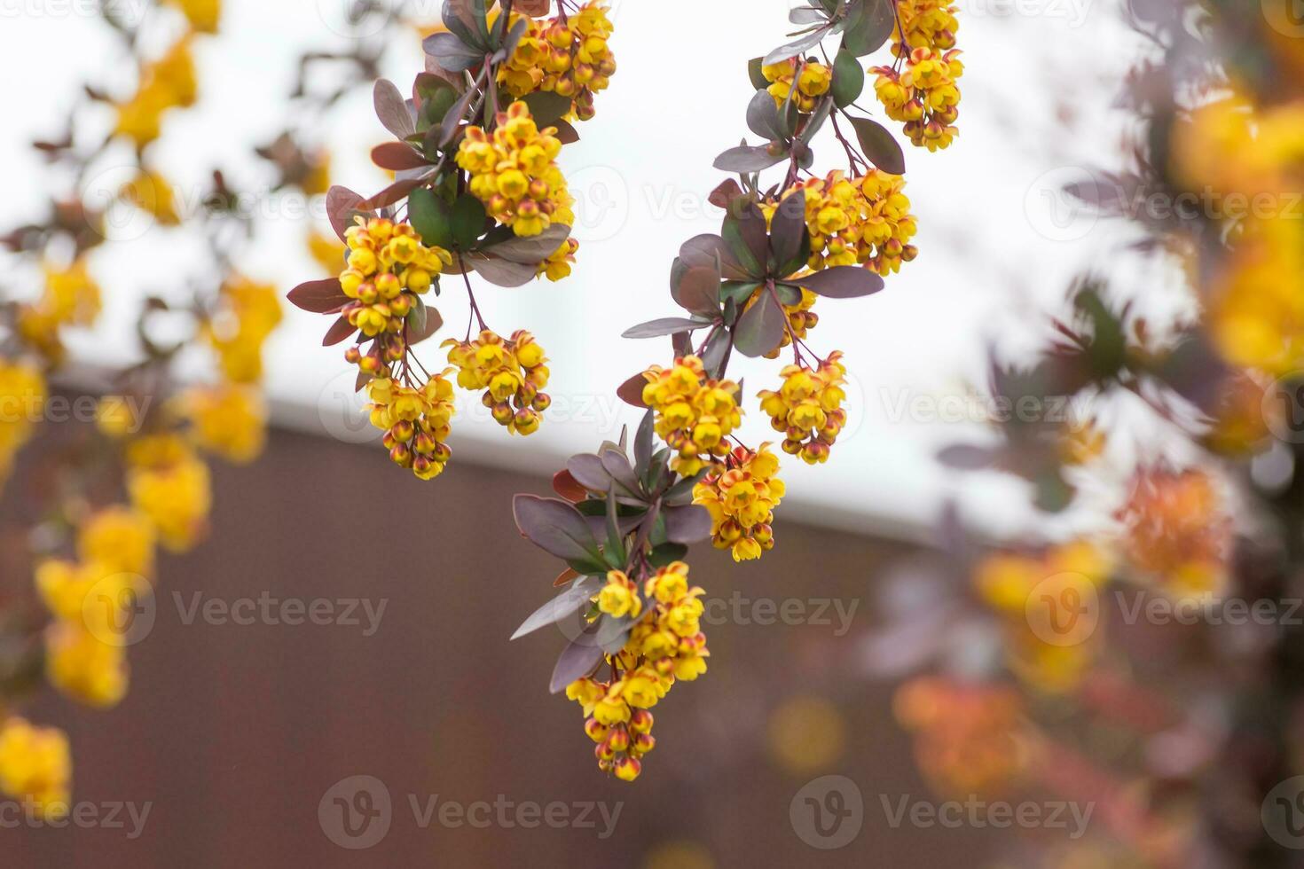 berberis thunbergii, japonês ou vermelho bérberis amarelo flores dentro Primavera. floração do Thunberg bérberis. foto