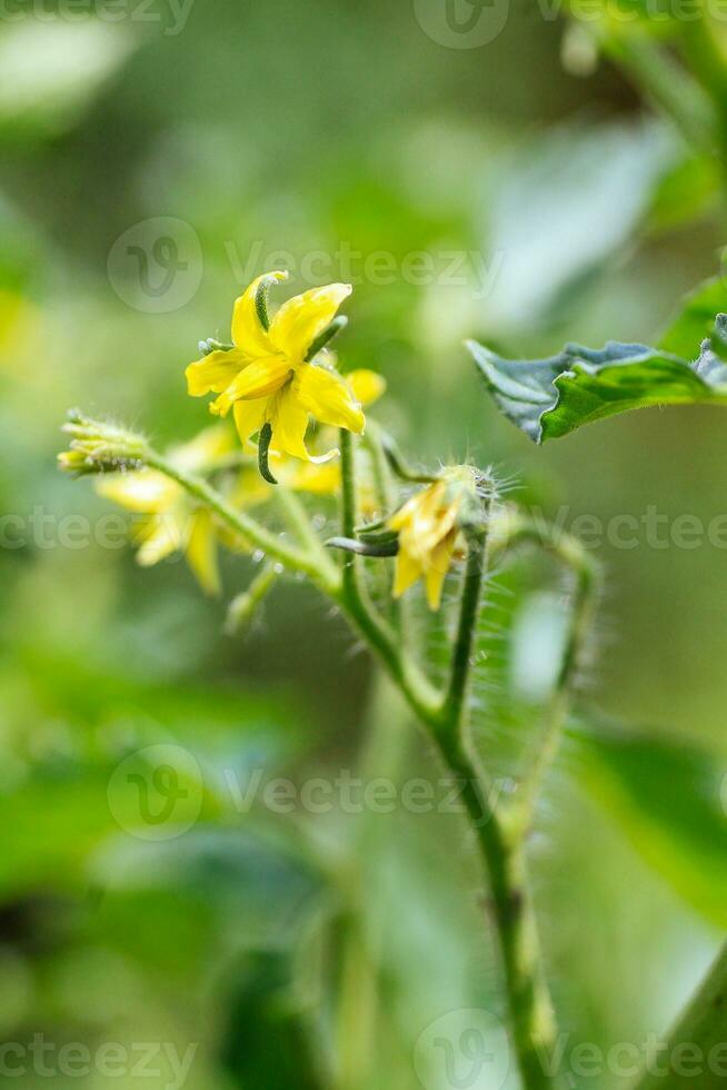 tomate flores em a arbusto. amarelo pequeno flores plantio tomates dentro a estufa. vegetariano Comida. foto