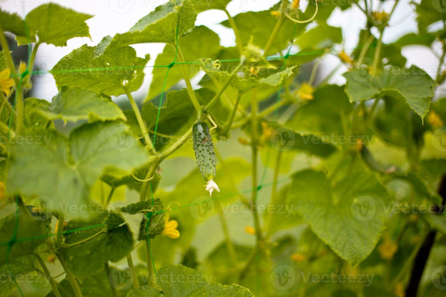 ucumber em uma arbusto entre a folhas. pepino em a fundo do a jardim. foto