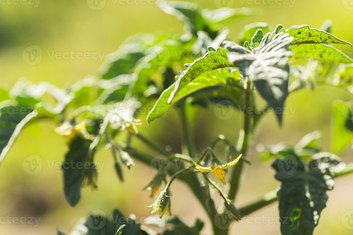 a topo do a tomate arbusto com flores em a verde fundo do a jardim. foto