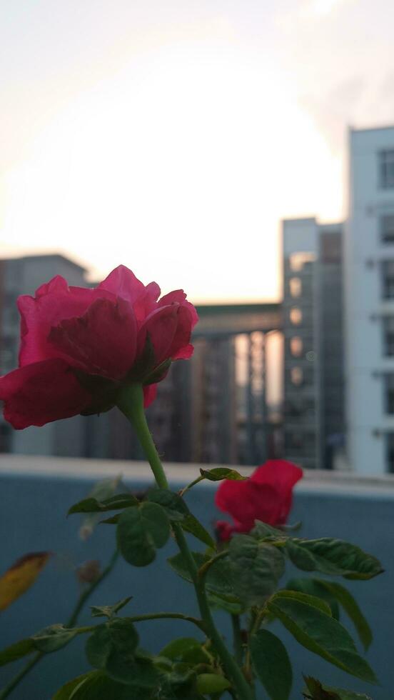 horizontal lindo vermelho rosa flor fotografia. foto