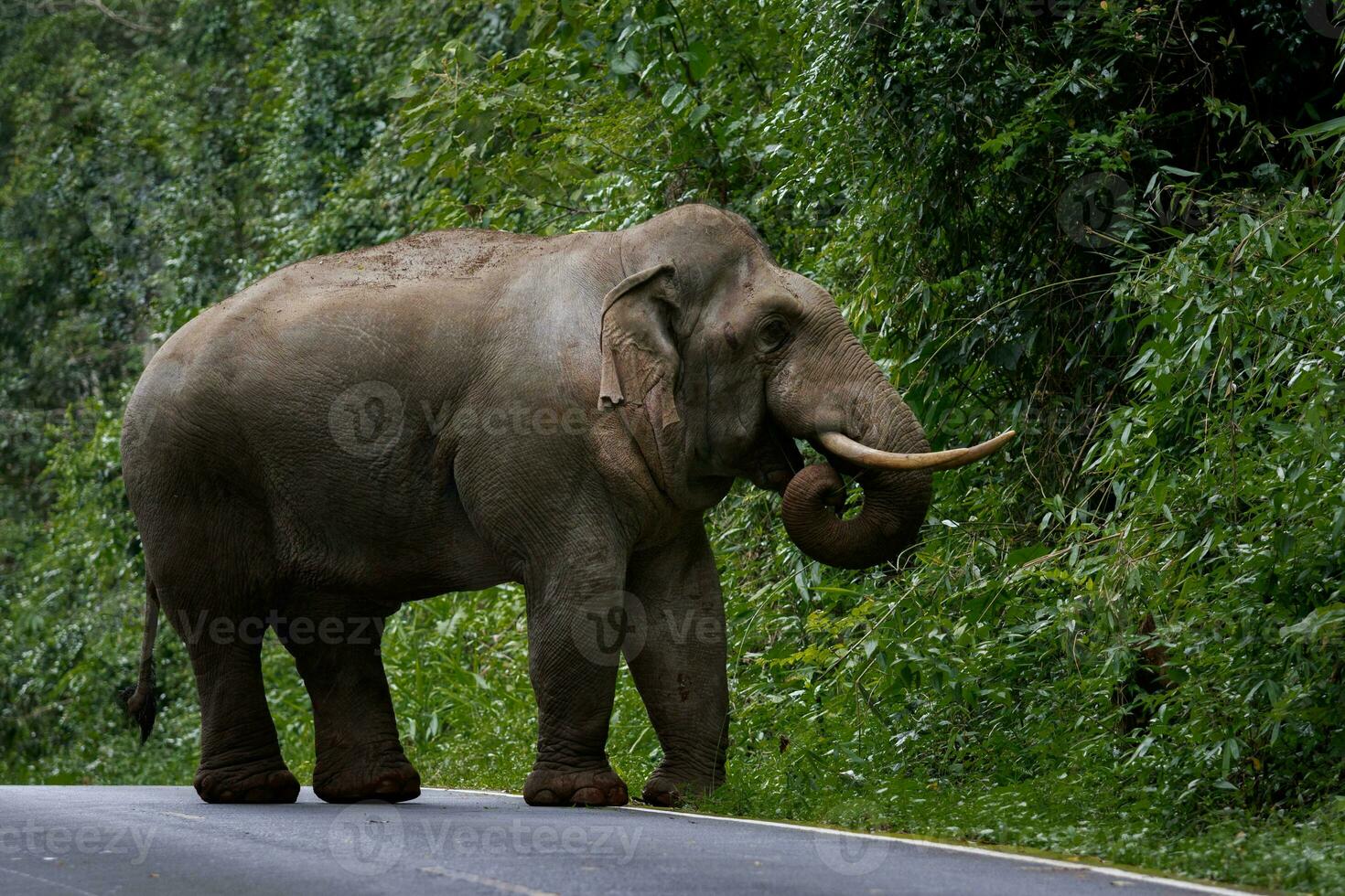 cheio corpo do selvagem elefante com lindo marfim caminhando em montanha estrada do khao yai nacional parque,khaoyai é 1 do a maioria importante natural santuário dentro sul leste ásia foto