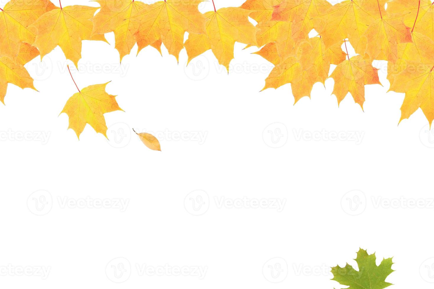 folhas de bordo amarelo-laranja em um fundo de natureza outonal foto
