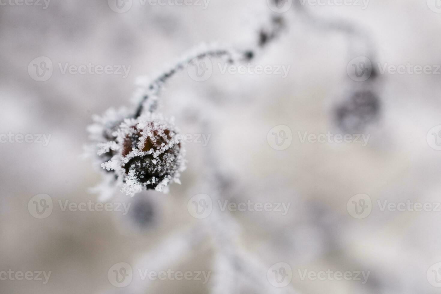 plantas dentro uma frio gelado inverno manhã coberto com branco geada foto