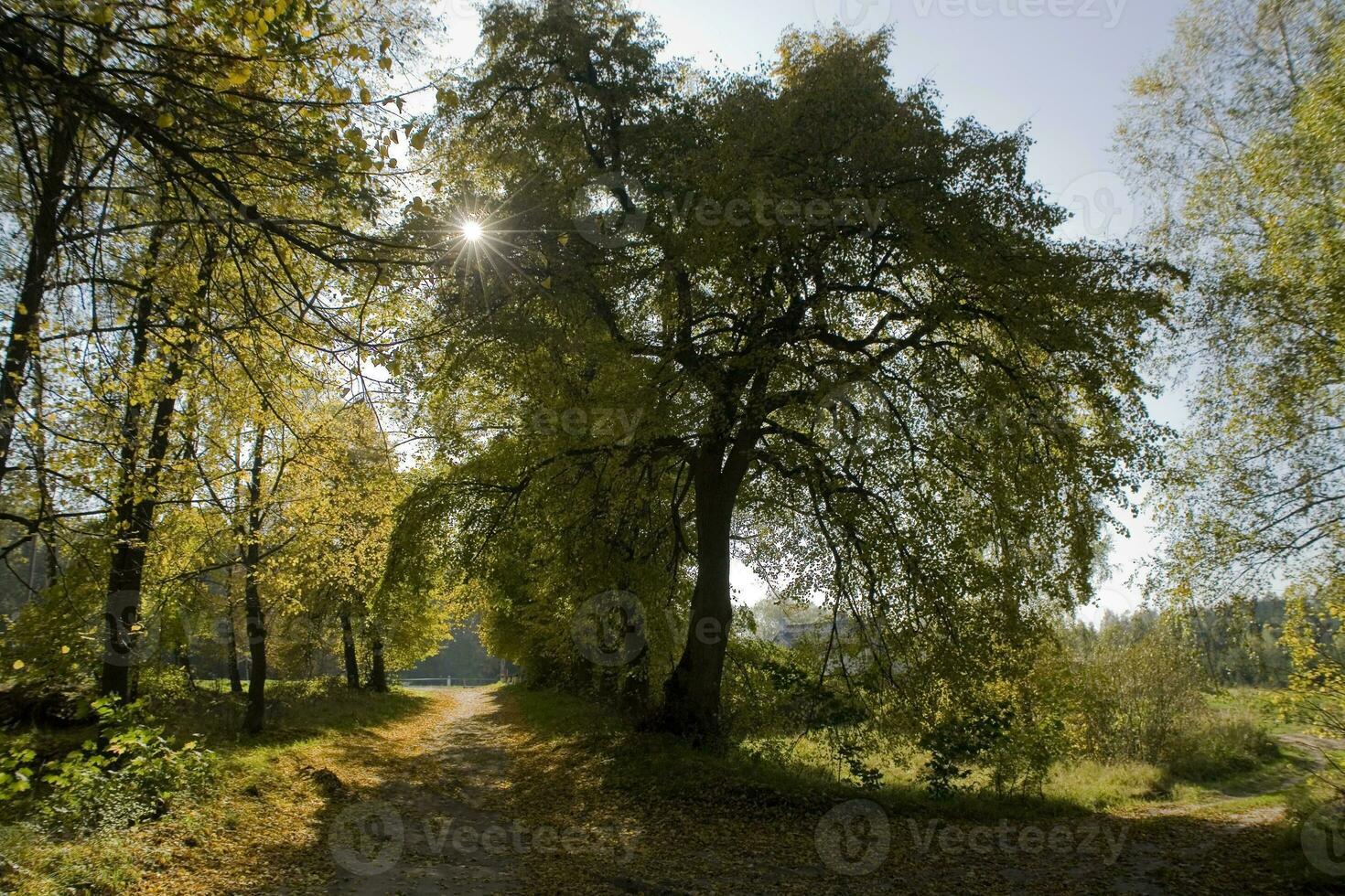 pitoresco outono floresta panorama com colorida árvores e conífero e sujeira caminhos foto