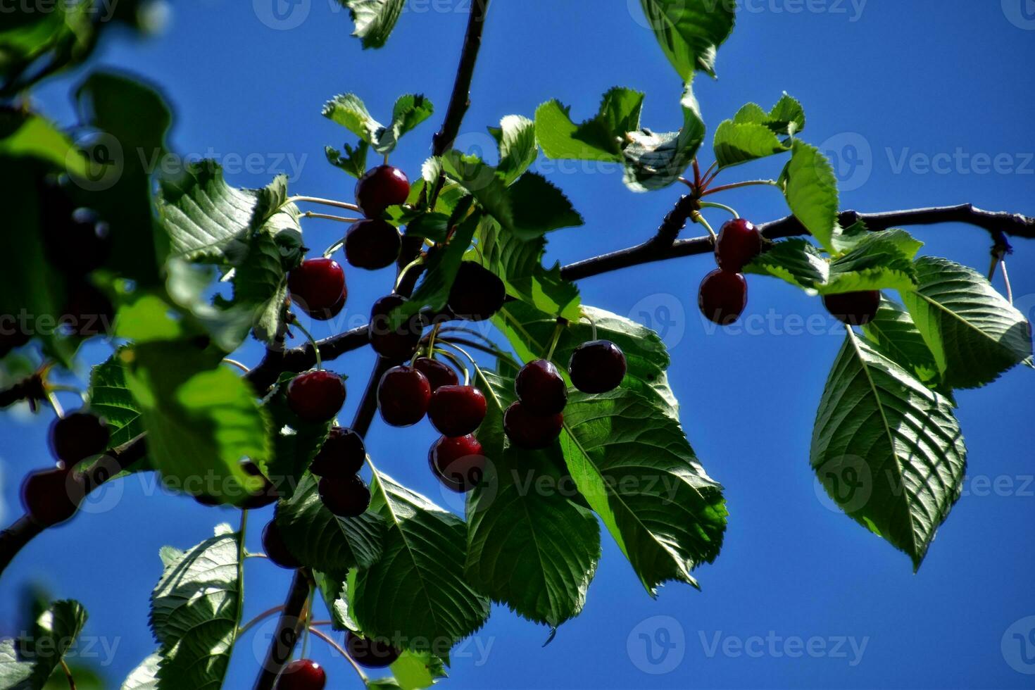 doce vermelho cerejas em uma árvore ramo entre verde folhas em uma verão caloroso dia foto