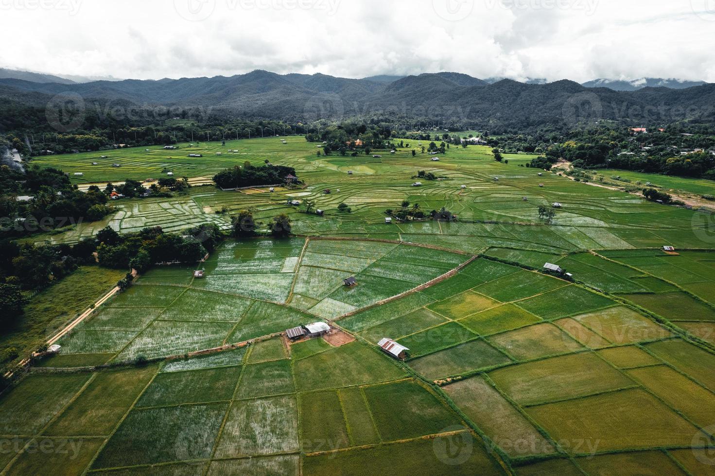 paisagem de campo de arroz em casca na Ásia, vista aérea de campos de arroz foto