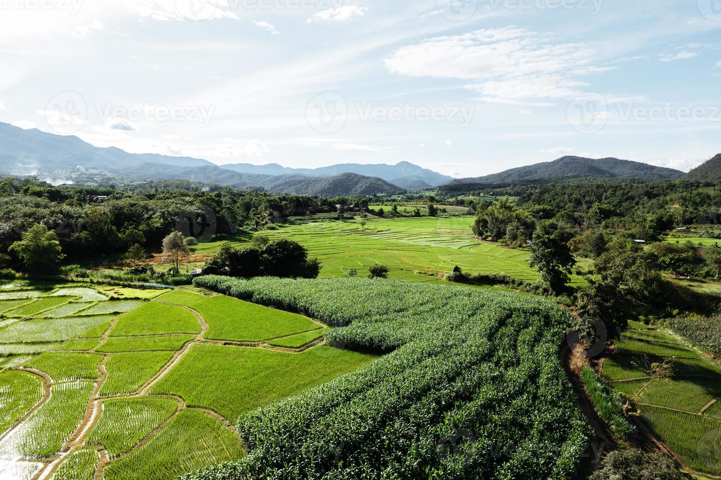 paisagem de campo de arroz em casca na Ásia, vista aérea de campos de arroz foto